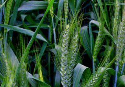 العراق يخطط لإنتاج 3 ملايين طن من القمح هذا الموسم