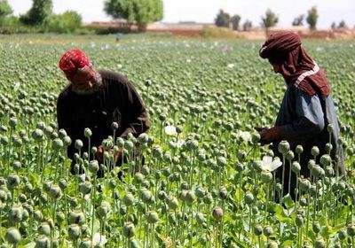 هددت المخالفين.. طالبان تمنع زراعة المخدرات