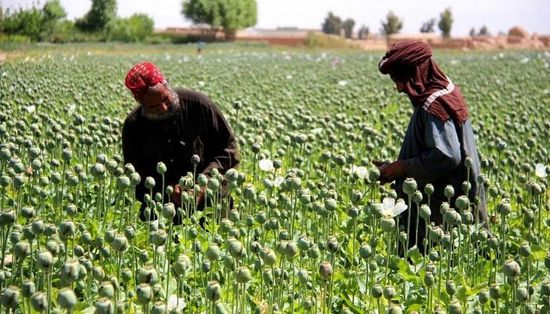 هددت المخالفين.. طالبان تمنع زراعة المخدرات
