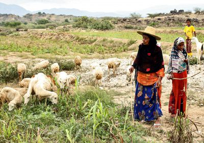 الشرق الأوسط: المجتمعات الريفية في اليمن تعتمد على النساء