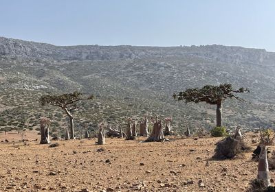 "يونسكو" ترشح سقطرى لقائمة مدن "رامسار"