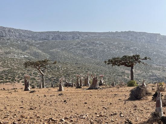 "يونسكو" ترشح سقطرى لقائمة مدن "رامسار"