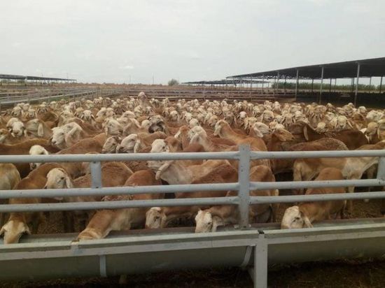 استئناف توريد المواشي الحية السودانية إلى المملكة