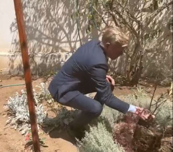 لماذا زرع جروندبرج شجرة في صنعاء؟