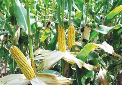 توقعات بخسائر كبيرة لمحاصيل الذرة بأوكرانيا