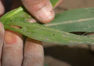 فاو تحذر من خطر دودة الحشد الخريفية في اليمن