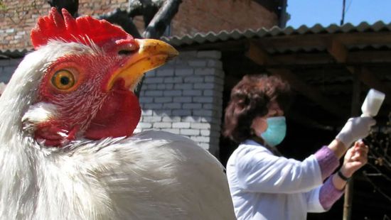 واشنطن تسجل أول إصابة بشرية بإنفلونزا الطيور