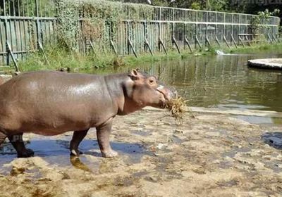 هل حديقة الحيوان بالجيزة مفتوحة اليوم الثلاثاء ثاني أيام العيد؟