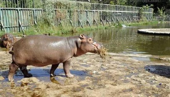 هل حديقة الحيوان بالجيزة مفتوحة اليوم الثلاثاء ثاني أيام العيد؟