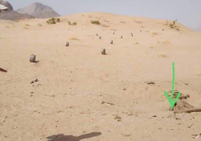 نفوق ماشية جراء انفجار لغم حوثي بحريب