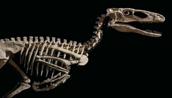 بيع هيكل عظمي لديناصور بسعر خرافي .. عاش قبل 110 ملايين سنة