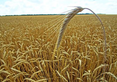 الشرق الأوسط: محاولات حكومية لاستيراد القمح من البرازيل لليمن