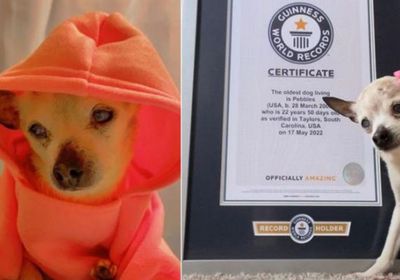 الكلبة Pebbles تحصل على لقب الأكبر في العالم.. كم عمرها؟