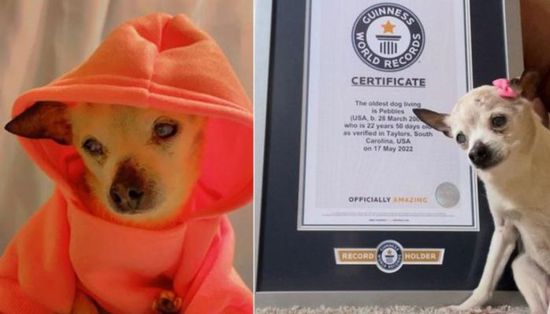 الكلبة Pebbles تحصل على لقب الأكبر في العالم.. كم عمرها؟