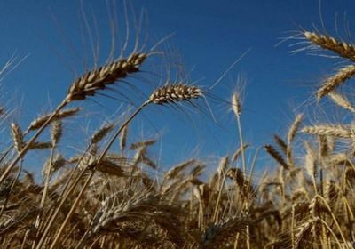 وزير الزراعة الأردني: احتياطيات القمح تكفي حاليا 13 شهرا