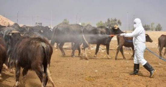 111 حالة إصابة بالحمى النزفية بالعراق