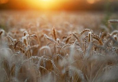 بشرة خير للمصريين.. وصول شحنة قمح من أوكرانيا قريبا