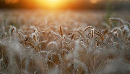 بشرة خير للمصريين.. وصول شحنة قمح من أوكرانيا قريبا