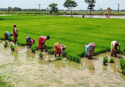 سريلانكا تحث المزارعين على زراعة المزيد من الأرز