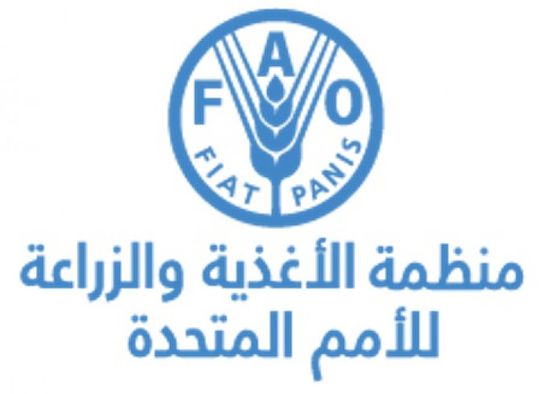 فاو تقدم نخالة القمح لـ 17000 مربي ماشية