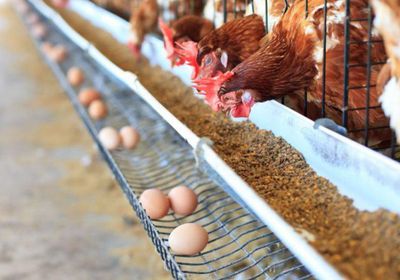 السعودية تحظر استيراد الدواجن من فرنسا