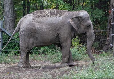 محكمة أمريكية ترفض إطلاق سراح الفيلة "هابي"