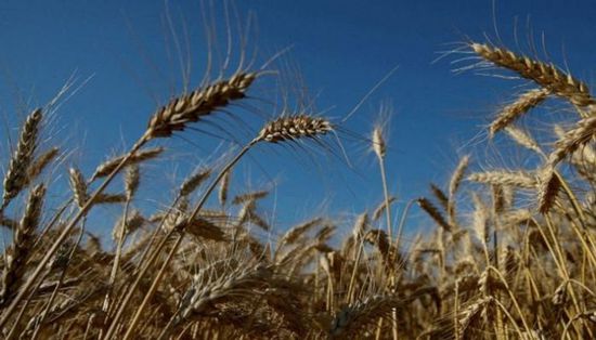 مصر: لدينا احتياطي من القمح يكفي 6 أشهر