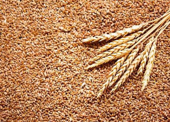 الإمارات تمنع تصدير القمح والدقيق الهندي