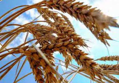 أمريكا تحمل روسيا مسؤولية نقص القمح باليمن ولبنان