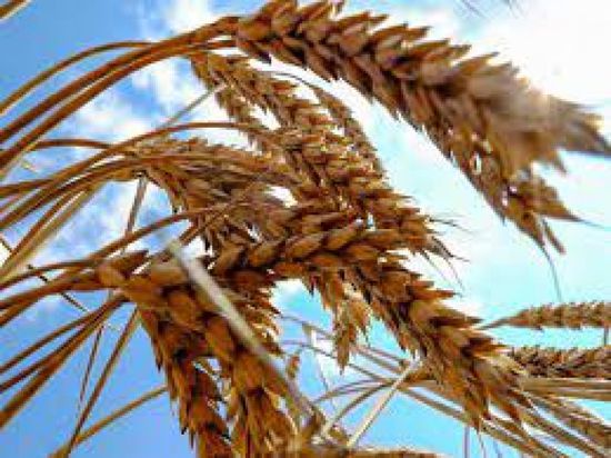 أمريكا تحمل روسيا مسؤولية نقص القمح باليمن ولبنان