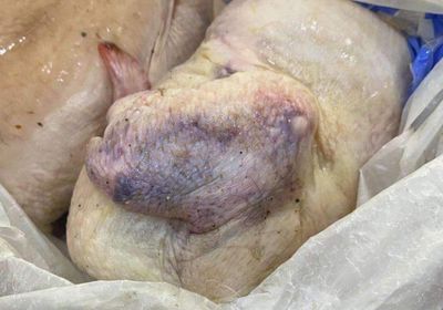 رفض دخول شحنة دجاج فاسدة بميناء عدن