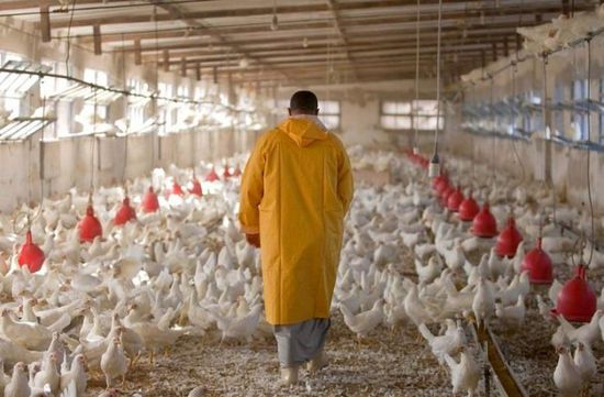 السعودية تلغي حظر استيراد الدواجن من فرنسا