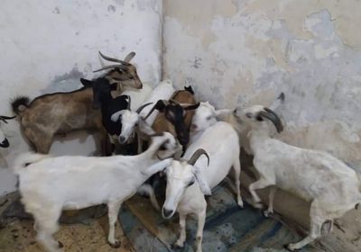 سقوط عصابة لسرقة الأغنام في المكلا