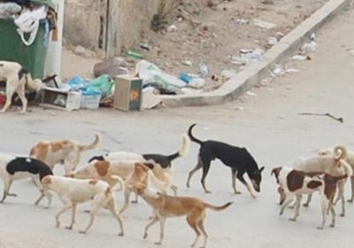 ذعر في حبيل الريدة جراء هجمات الكلاب الضالة