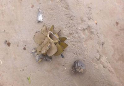 خروقات حوثية بجبهات طور الباحة - حيفان.. والقوات الجنوبية ترد