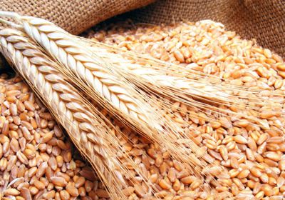 أسعار القمح تعود لمستوياتها المعتادة بالبورصات الدولية