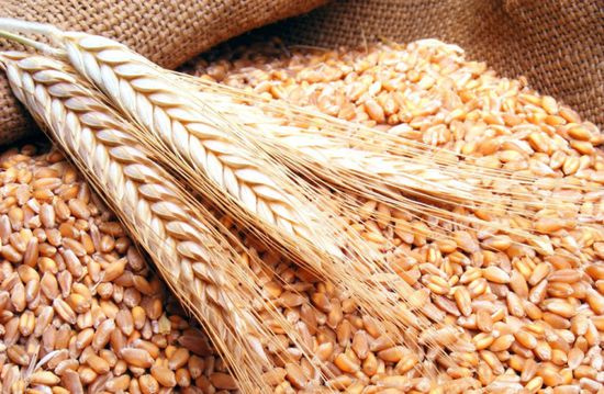 أسعار القمح تعود لمستوياتها المعتادة بالبورصات الدولية