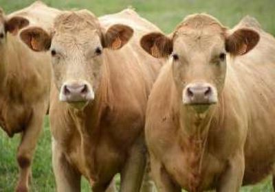 كرواتيا تؤكد وجود جمرة خبيثة برؤوس الماشية