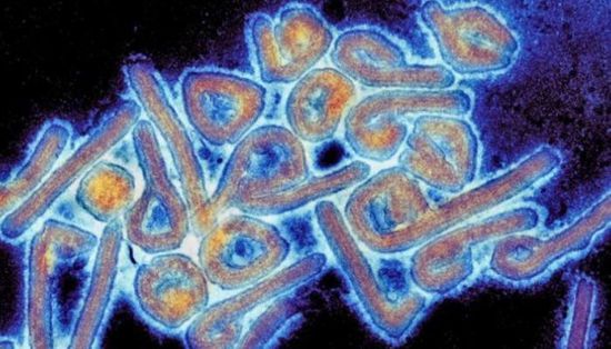 5 معلومات عن فيروس ماربورغ الذي تفشي في غانا
