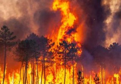 الحرائق تلتهم 4 آلاف فدان أشجار بأمريكا