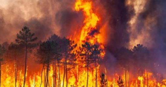 الحرائق تلتهم 4 آلاف فدان أشجار بأمريكا