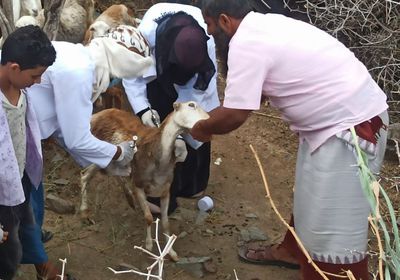 الصليب الأحمر: تحصين 180 ألف رأس ماشية في الضالع