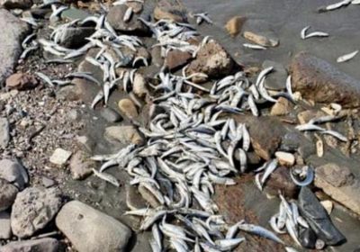 نفوق عدد كبير من الأسماك في أنهار بولندا