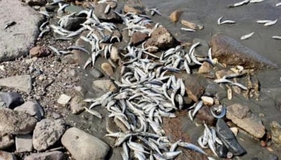 نفوق عدد كبير من الأسماك في أنهار بولندا