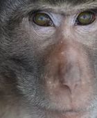 رصد أول إصابة بجدري القرود في الحيوانات