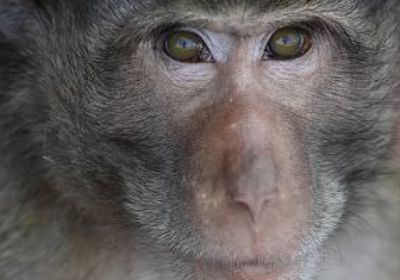 رصد أول إصابة بجدري القرود في الحيوانات