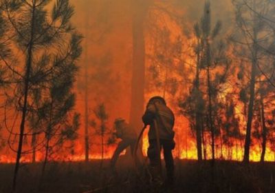 الجزائر: اعتقال 4 أشخاص متهمين بإضرام النار بالغابات