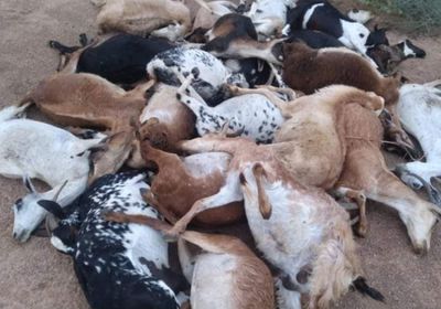 نفوق قطعان ماعز جراء الأمطار في المصينعة