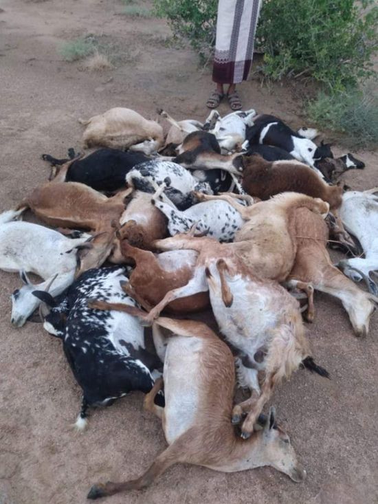 نفوق قطعان ماعز جراء الأمطار في المصينعة