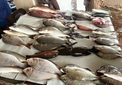 قائمة أسعار الأسماك في أسواق عدن